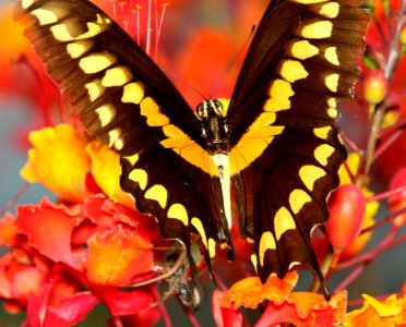 WESTERN GIANT SWALLOWTAIL (Papilio rumiko) (8-17-2014) 78 circulo montana, patagonia lake ranch estates, scc, az -01