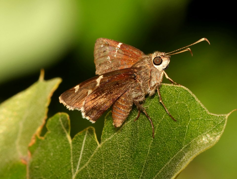 SOUTHERN CLOUDYWING (Thorbes bathyllus) (5-28-2018) forest s-e of boonville, scott co, ar -02
