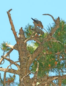 965.5 - CASSIA CROSSBILL (6-30-2018) trail n-w from upper penstamon c g, cassia co, id -17 male & juv