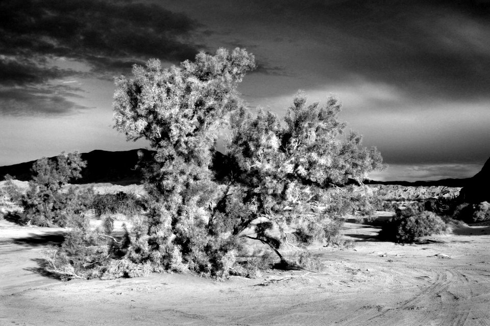 CA - VALLACITO VALLEY CAMPSITE (1-6-2017) anza-borrego state park, san diego co, ca -19. BW