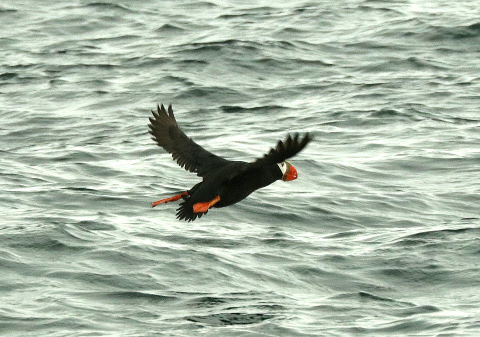 421 - TUFTED PUFFIN (6-16-2019) northwest glacier tour, kenai fjords nat park, out of seward, ak -10