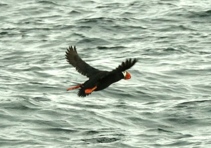421 - TUFTED PUFFIN (6-16-2019) northwest glacier tour, kenai fjords nat park, out of seward, ak -10