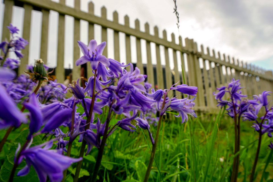 Bluebell Railway Bluebells