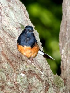 WHITE-RUMPED SHAMA (9-18-2017) foster botanical garden, honolulu, honolulu co, hawaii -05