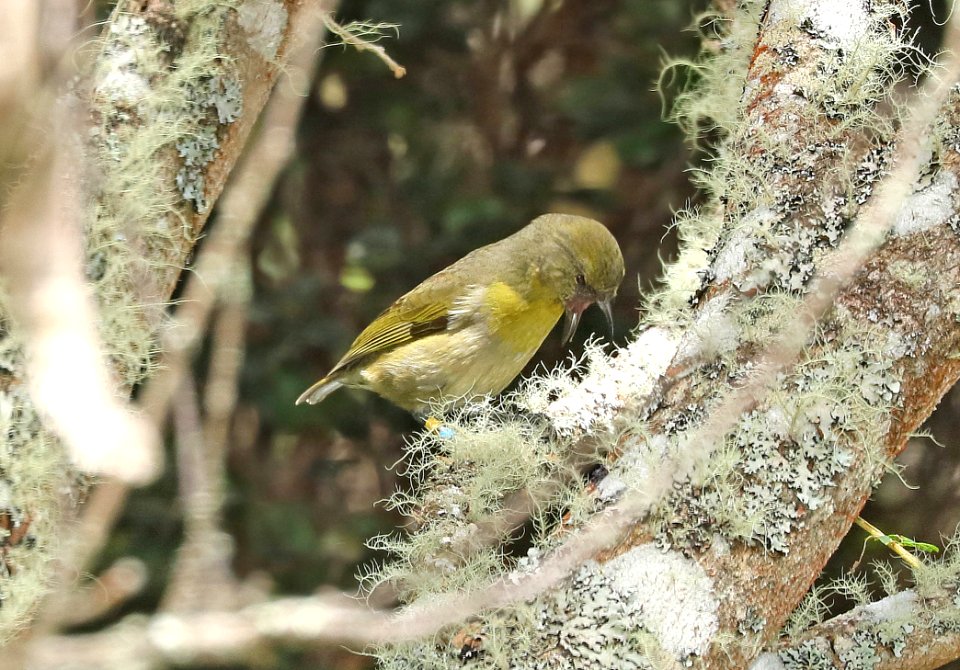 AKIAPOLA'AU (8-30-2017) hakalau forest national wildlife refuge, hawaii co, hawaii -31 female