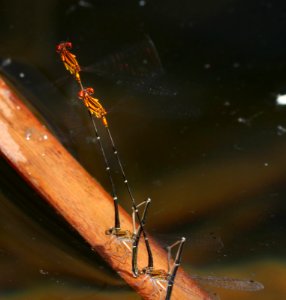 ORANGE-STRIPED THREADTAIL (Protoneura cara) (9-30-2020) pena blanca lake, santa cruz co, az -27 in two tandems ovipositing