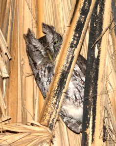 543 - EASTERN SCREECH OWL (11-1-2020) the butterfly center, mission, tx -01