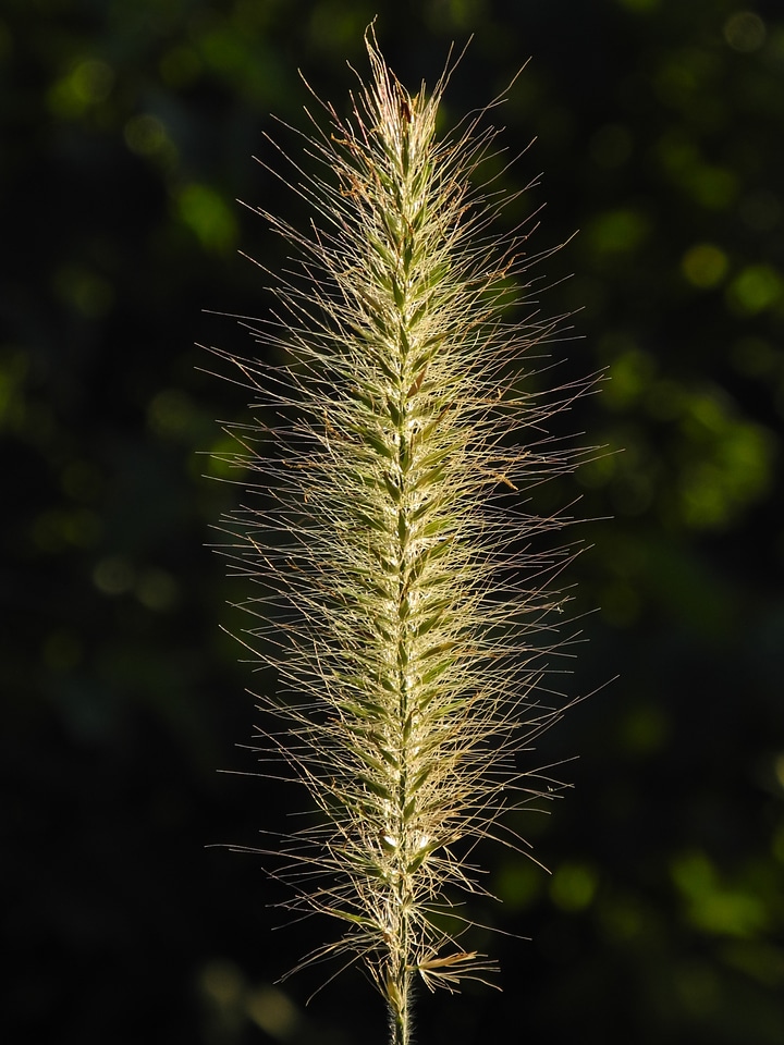 Golden close up green
