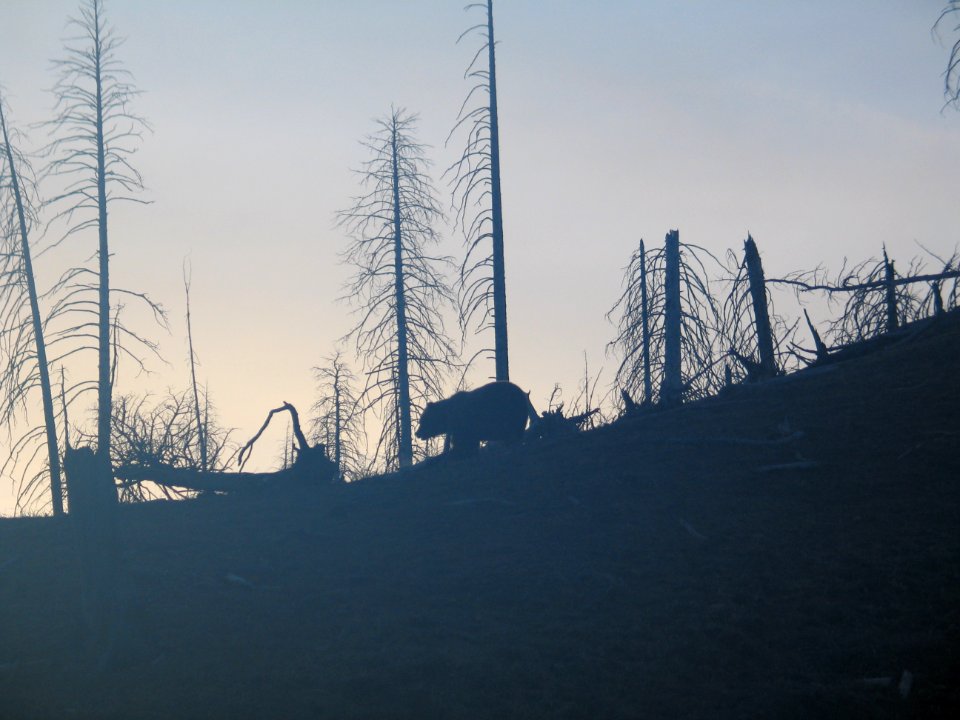 Grizzly at Steamboat Point (4)