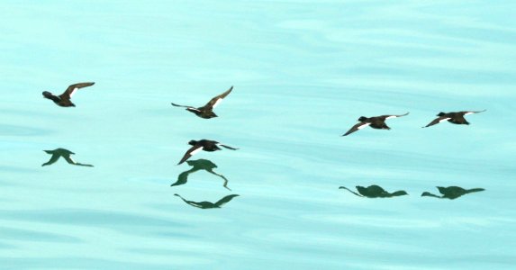 054 - WHITE-WINGED SCOTER (6-20-2019) cross sound, ak -03
