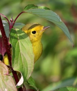 848 - WILSON'S WARBLER (9-19-2020) little colorado river, west of eagar, apache co, az -16