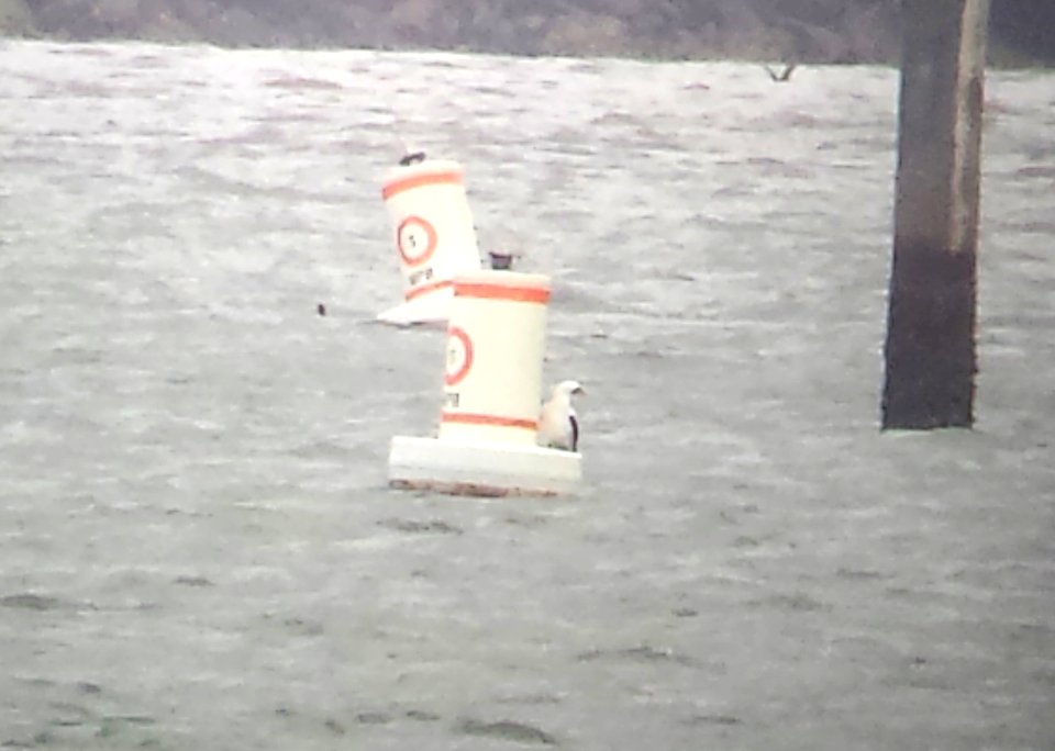 163.5 - NAZCA BOOBY (1-9-2018) coronado bay, san diego co, ca -25