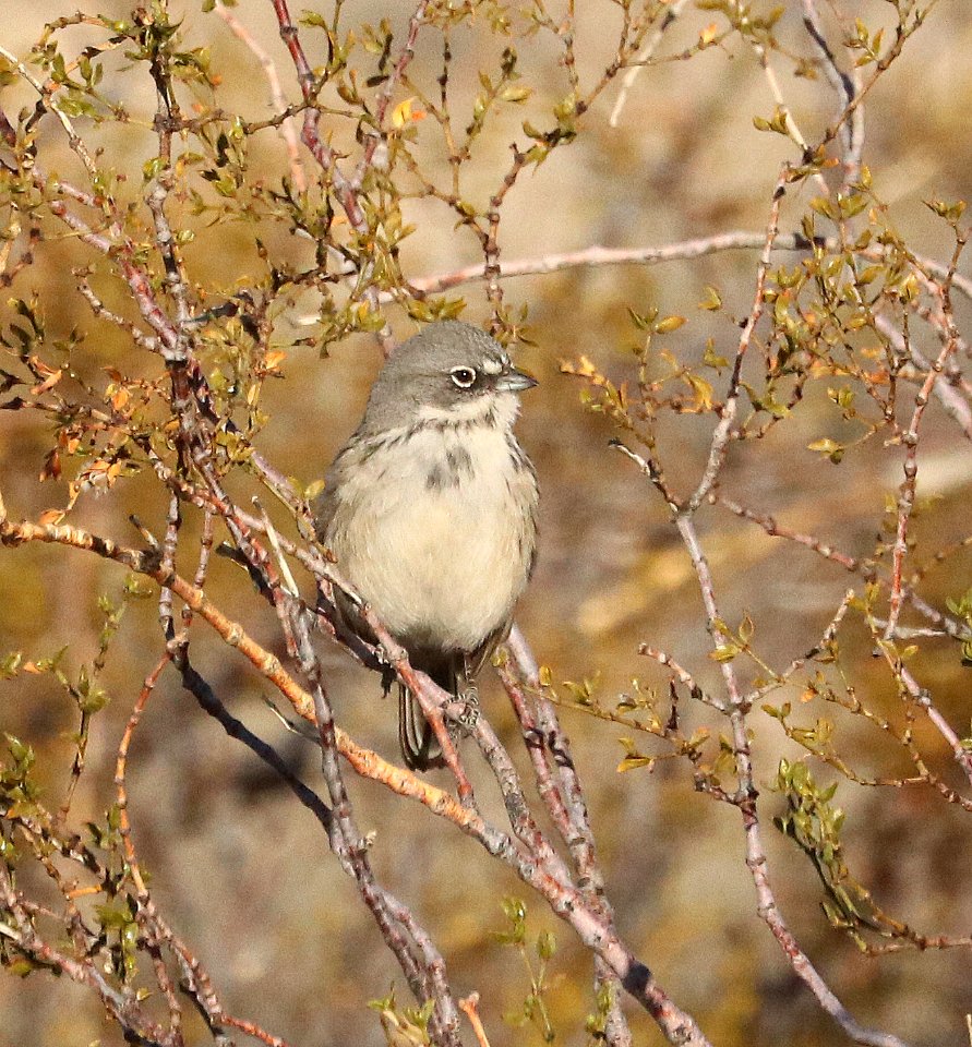 881.5 - SAGEBRUSH SPARROW (1-15-2021) kelbaker road exit, I-40, san bernadino co, ca (6)