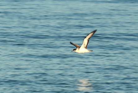 136 - MANX SHEARWATER (9-15-2918) MAS pelagic trip, out of bar harbor, me -20