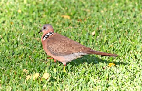 SPOTTED DOVE (5-9-2018) hale koa hotel, honolulu, oahu co, hawaii -01