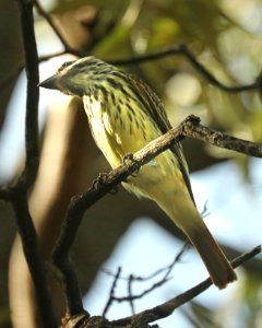 598 - SULPHUR-BELLIED FLYCATCHER (8-24-2019) copper cyn, huachuca mts, cochise co, az -02