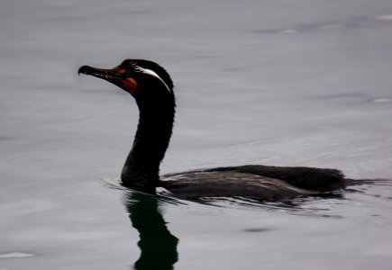 CORMORANT, DOUBLE-CRESTED (3-20-07)-1 photo