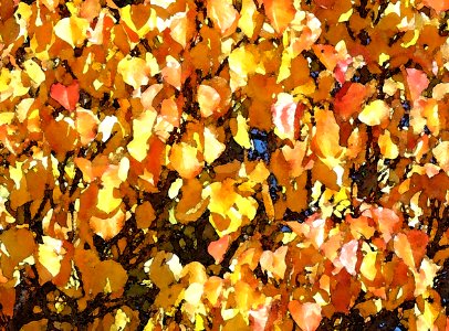 HUACHUCA MOUNTAINS, Ramsey Canyon, AZ (11-2-2019) fall color -22 PHOTOSHOP WATERCOLOR