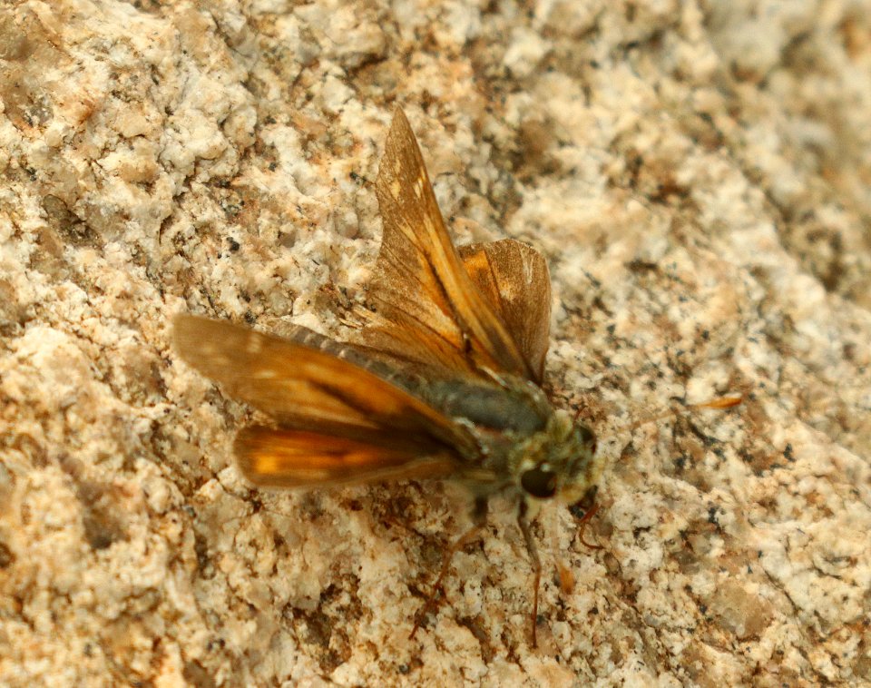 SKIPPER, PAHASKA (Hesperia pahaska williamsi) (8-25-2019) montezuma peak, montezuma nat monument, huachuca mts, cochise co, az -01 (4)