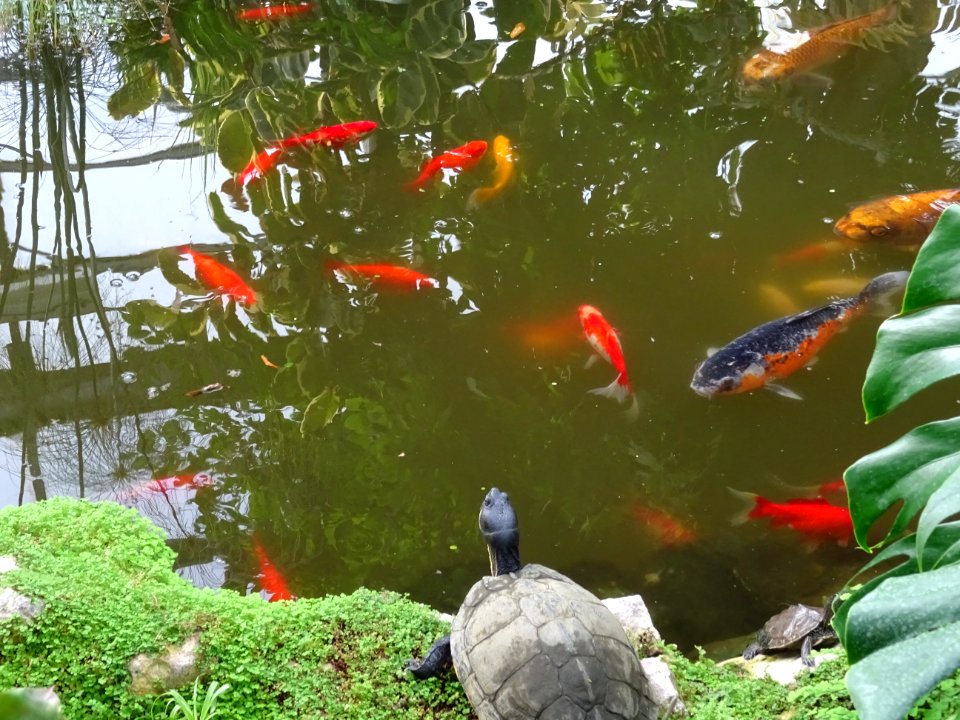 Terrapins Hall Place Bexley