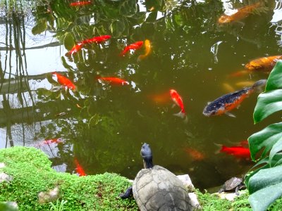 Terrapins Hall Place Bexley