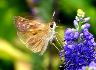 SACHEM (Atalopedes campestris) (6-18-2017) greensboro, guilford co, nc -14