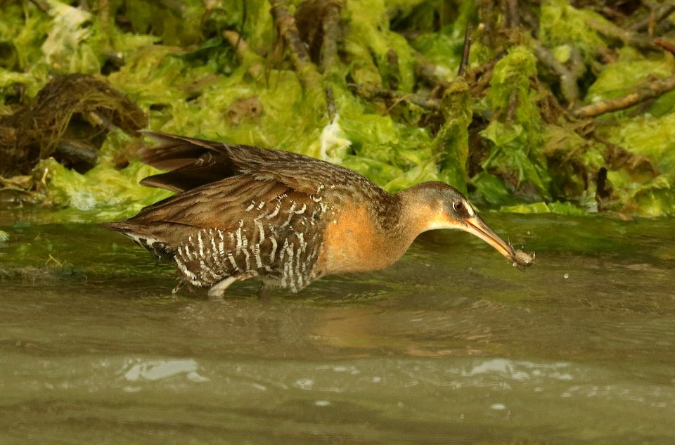 237 - CLAPPER RAIL (4-29-2019) port isabel, cameron co, tx -01