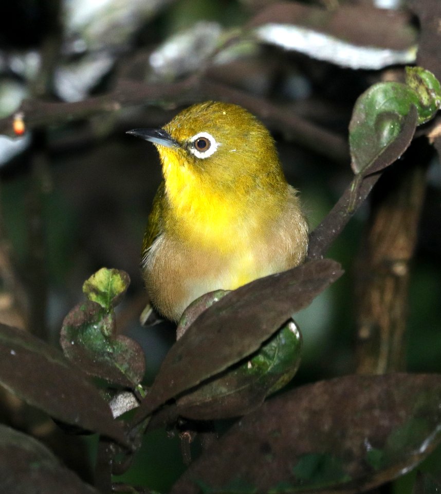 JAPANESE WHITE-EYE (-7-2017) hilo, hawai'i co, hawaii (4)
