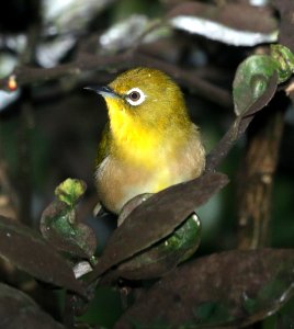 JAPANESE WHITE-EYE (-7-2017) hilo, hawai'i co, hawaii (4)