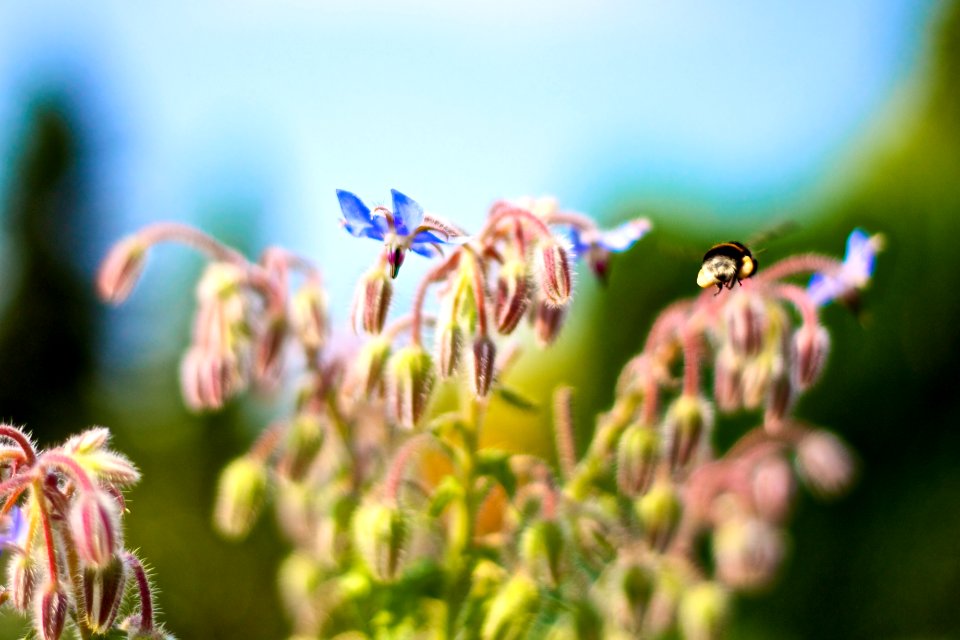 Bees in Garden