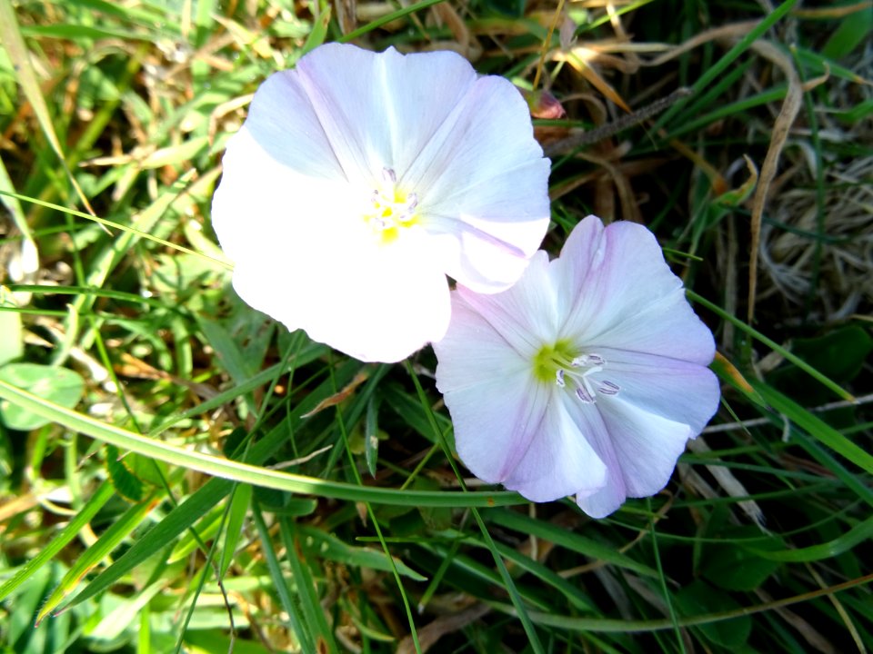 Wild Flowers Any idea of the type? Isle of Wight Location.