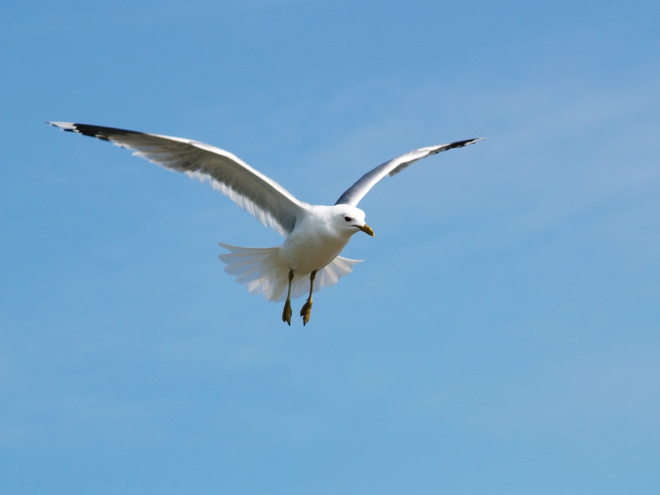 Seagull himmel tern