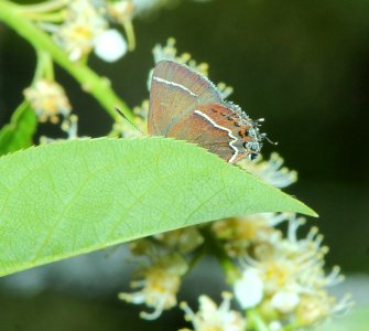 HAIRSTREAK, THICKET (Callophrys spinetorum) (6-5-2014) 5 miles east of fairview, sanpete co, ut -02