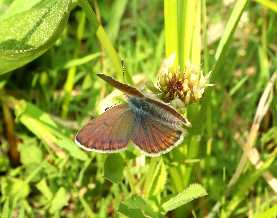 BLUE, GREENISH (Plebejus saepiolus) (6-25-2018) grant co, or -02