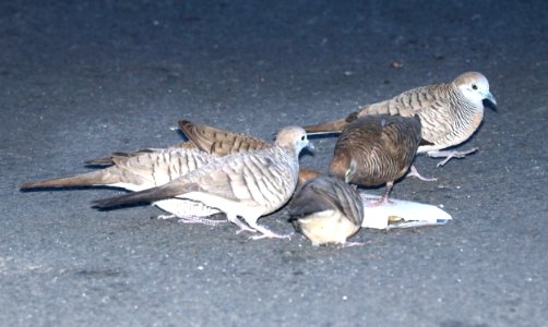 ZEBRA DOVE (8-27-2017) keehi beach park, honolulu, oahu, hawaii -06