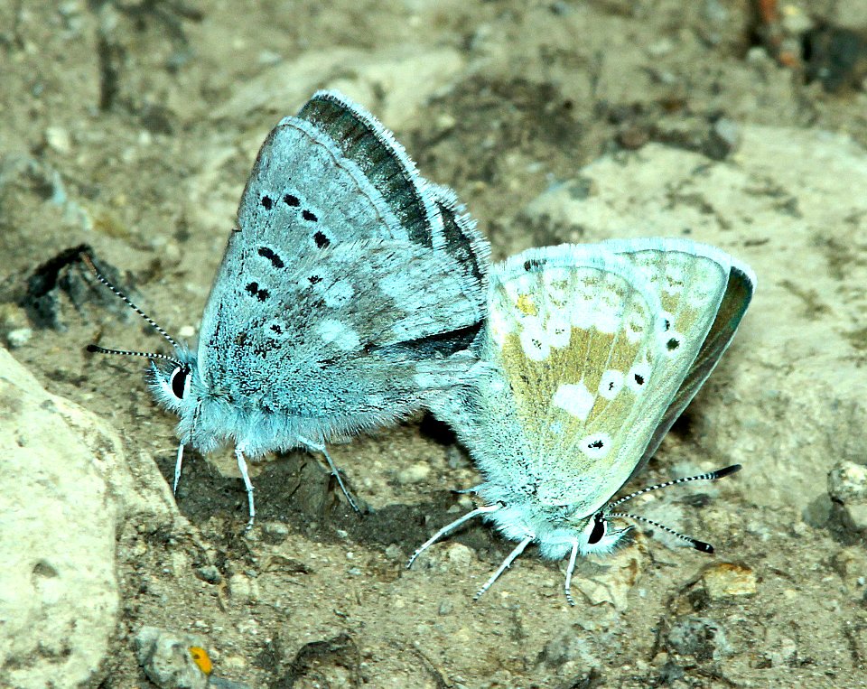 BLUE, ARCTIC (Agriades glandon) (7-20-2014) 11,700ft, above west side wolf creek pass, mineral co, co -07