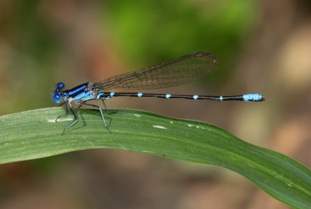 DANCER, BLUE-RINGED (Argia sedula) (10-4-2020) sonoita creek near patagonia lake, santa cruz co, az -01 male