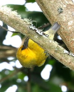 AKIAPOLA'AU (8-30-2017) hakalau forest national wildlife refuge, hawaii co, hawaii -10 male