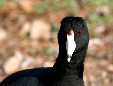 COOT, COMMON (12-22-07) -2