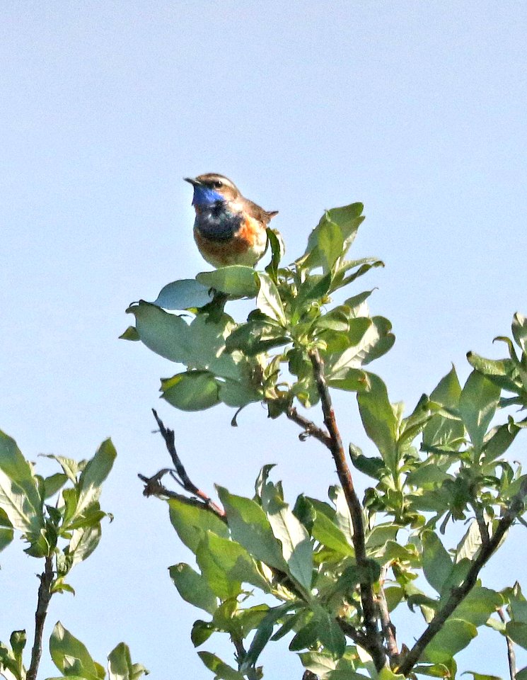 726 - BLUETHROAT (6-12-2016) teller road, nome, alaska -01