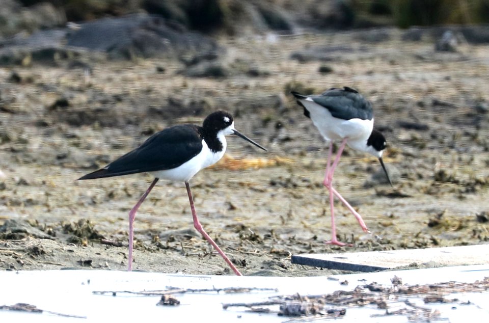 BLACK-NECKED STILT (9-14-2017) knudseni or hawaiian race, kaloko-honokohau national historic park, kona coast, hawai'i co, hawaii -05