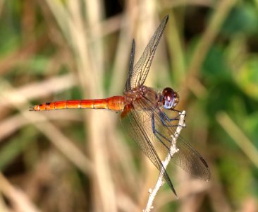 PENNANT, RED-TAILED (Brachymesia fucata) (10-27-2020) sabal palms sanctuary, cameron co, tx -01 male