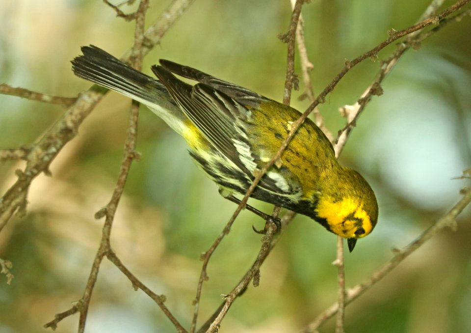 843 - BLACK-THROATED GREEN WARBLER (4-27-2019) convention center, south padre island, cameron co, tx -02