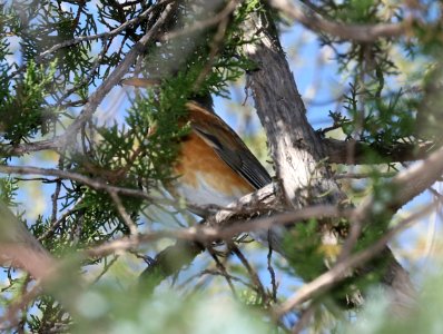 755 - RUFOUS-BACKED ROBIN (10-29-2017) patagonia lake state park, santa cruz co, az -03