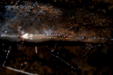 Glowworm Macro