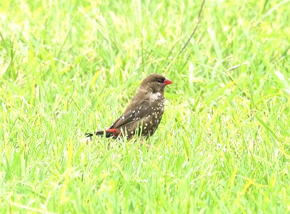 RED AVADAVAT (8-29-2017) pu'u anahulu - big island golf club, hawaii co, hawaii -08