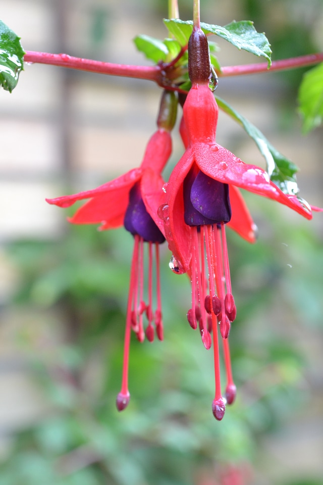 Plant purple natural