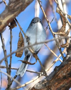 704 - BLACK-CAPPED GNATCATCHER (1-0-2017) patagonia lake, santa cruz co, az -03