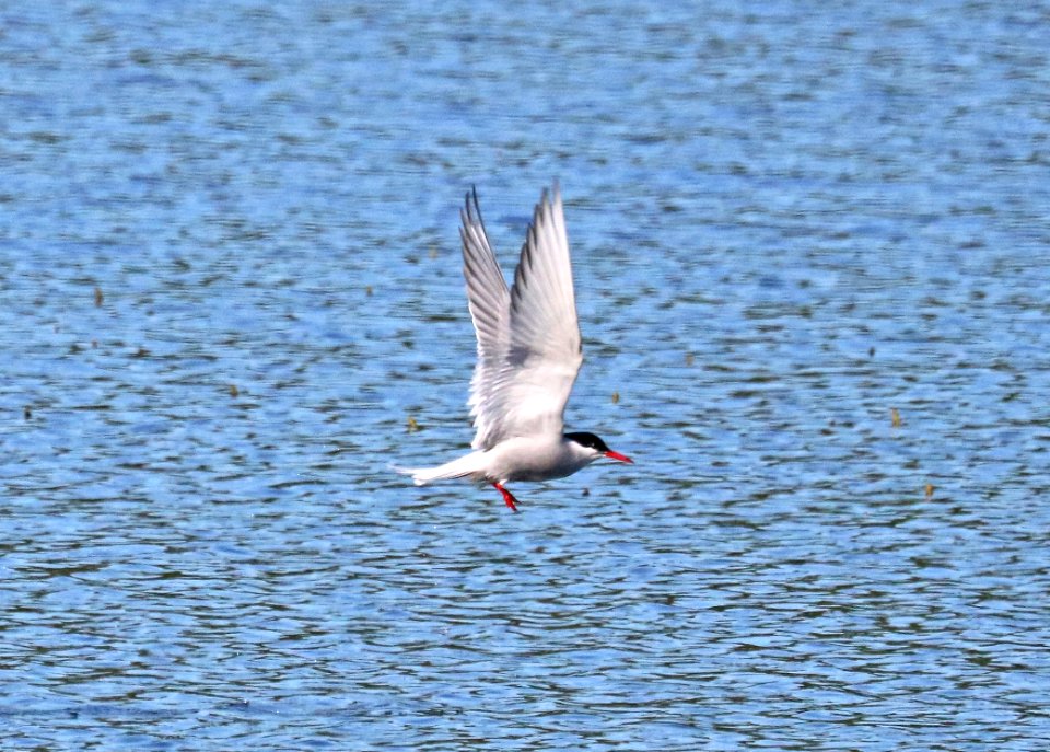 388 -ARCTIC TERN (6-7-2016) anchorage, alaska -01