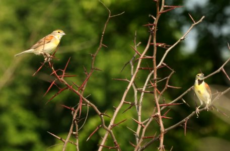 927 - DICKCISSEL (5-28-2018) rick evans prairie w m a, hemstead co, ar -01 (1)